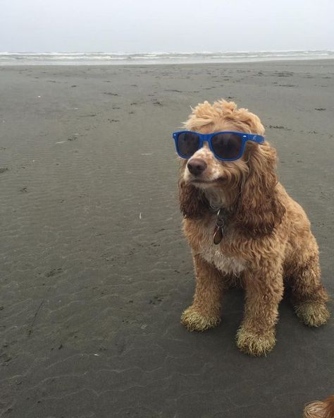 Very chill dog at the beach gets the Photoshop battle it deserves Pretty Dogs, Dog Info, Wearing Sunglasses, Dog Beach, Cuteness Overload, Animals Friends, Dog Pictures, I Love Dogs, Animals And Pets