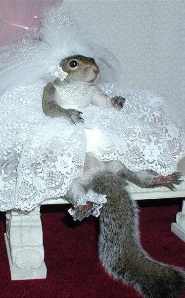 Option One: This squirrel is getting married. What would a squirrel wedding be like? What kind of cake would be served? Food? Who would be invited, and where would the ceremony take place?     Option Two: "Esmeralda was nervous. Everyone says she was to young to get married, and what if they were right? What is he wasn't the right squirrel for her? Was this marriage a good idea? She could feel the sweat matting her fur and making her white wedding dress stick to her....." finish the story. Squirrel Images, Sugar Bush, Squirrel Pictures, Squirrel Funny, Cute Squirrel, A Squirrel, World Pictures, Pet Costumes, Cute Animal Pictures