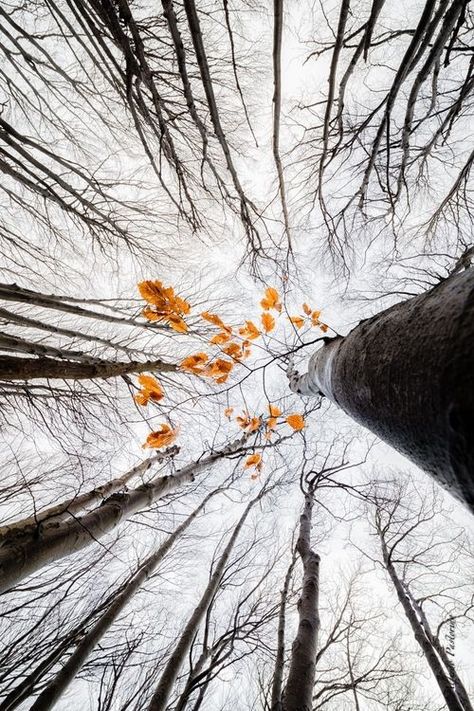 Foto Tips, Tall Trees, Foto Art, Creative Photos, Autumn Photography, Pics Art, Nature Landscape, Beautiful Photography, Nature Photos