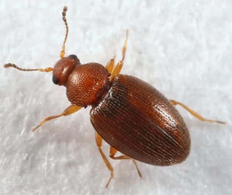 tiny brown beetle - Corticarina Brown Beetle, Brown Bugs, House Australia, Home Bar Designs, Home Building Design, Home Building, Bar Design, Story Ideas, Bugs