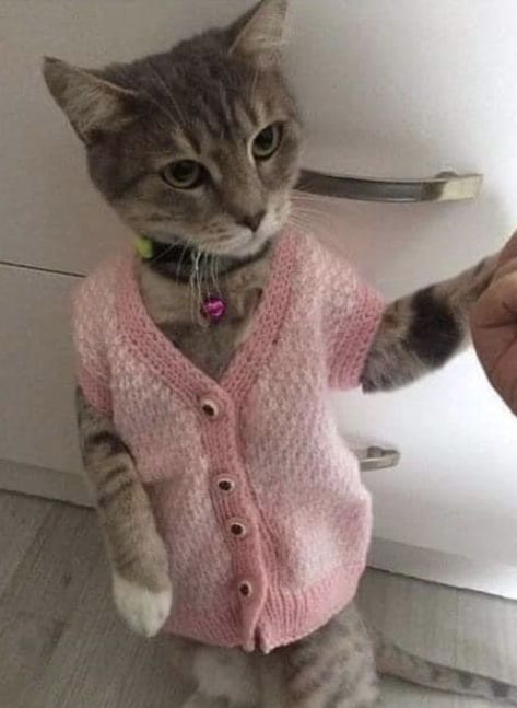 Cat With Shoes On Head, Cute Cat Outfits, Cat Mom Aesthetic, Söt Katt, Kitty Meow, Pretty Animals, Animal Farm, Kitty Kitty