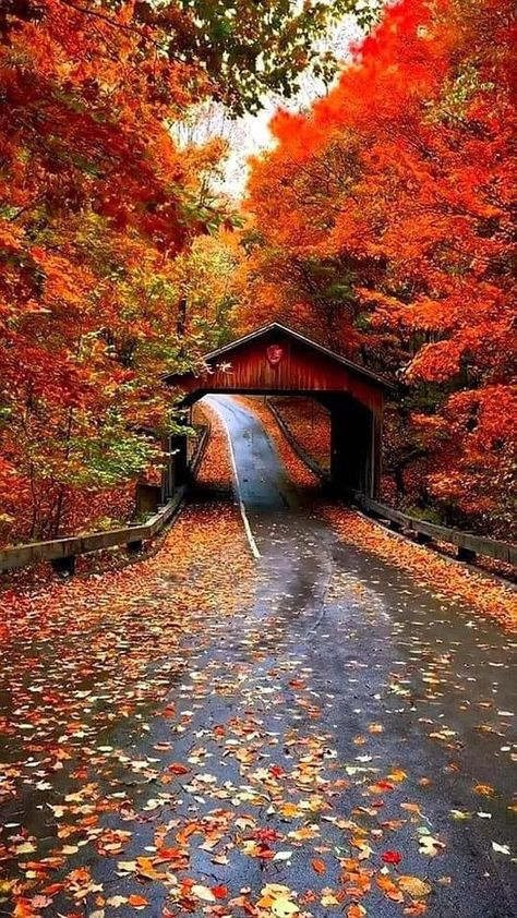 Fall Images Autumn Beautiful, Fall Apple Orchard, Fall Cabin, Free Fall Wallpaper, Fall Beauty, Autumn Magic, Fall Country, Covered Bridge, Autumn Scenes