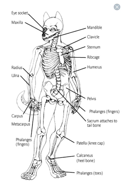 Anthropomorphic Anatomy, 3d Drawing Tutorial, 3d Monster, Monster Ideas, 3d Drawings, Haiwan Peliharaan, Anatomy Reference, Skeletal, Anatomy Art