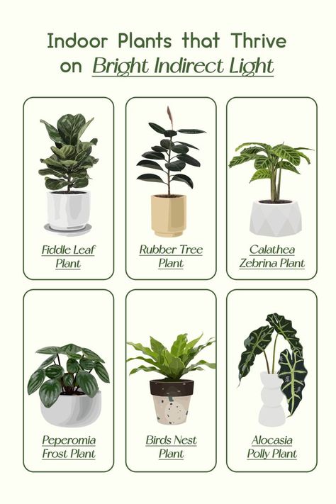 Let's break it down a little and see which plants can thrive on bright indirect light. #BriteProducts #LEDgrowlights #growlights #indoorplants #plants #indoorgardening Bright Direct Light Plants, Bright Light Plants Indoor, Bright Indirect Light Plants, Medium Light Plants Indoor, High Light Plants Indoor, Direct Light House Plants, Best Indoor Plants For Low Light, Indirect Light Plants, Bright Light Plants