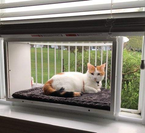 Let your indoor cat outside safely. Cat Solarium is the open-air feline sunroom with a panoramic view. Cat Solarium, Rv Cat, Cat Outside, Now Aesthetic, Cat Space, Pet Room, Chat Diy, Cats Outside, Eleanor Rigby