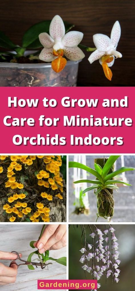 How to Grow and Care for Miniature Orchids Indoors Orchid Diseases, Mini Orchids, Regrow Vegetables, Orchids In Water, Orchid Plant Care, Orchid Roots, Jewel Orchid, Miniature Orchids, Orchid Bark