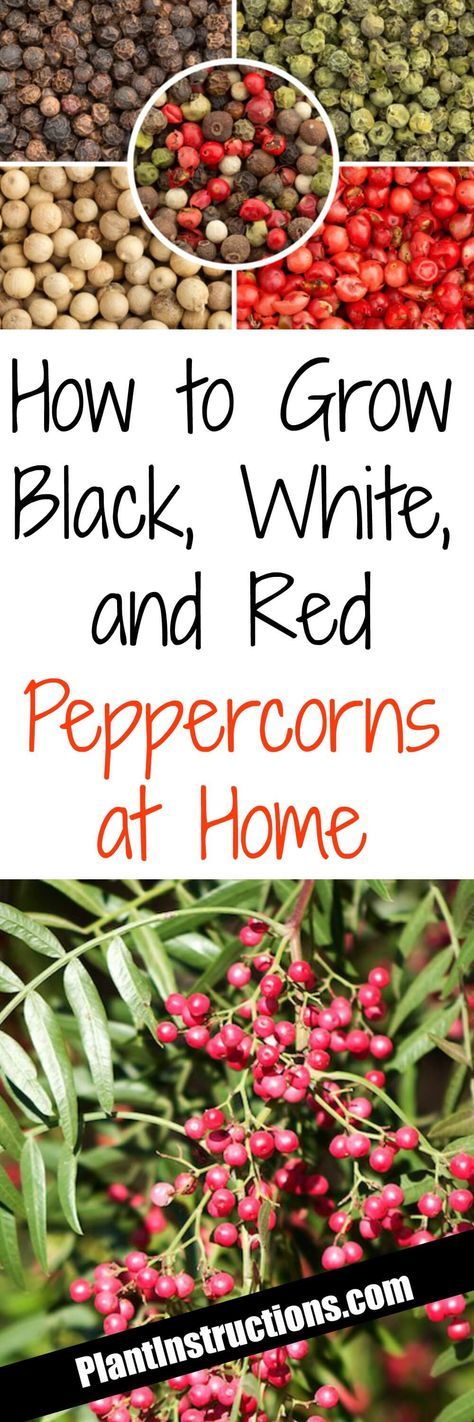 Peppercorn Plant, Survival Garden, Homestead Gardens, Garden Vines, Survival Gardening, Garden Veggies, Veg Garden, Home Vegetable Garden, Container Gardening Vegetables