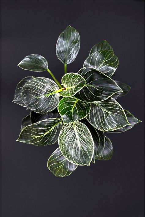 Plants That Grow Without Sunlight: Indoor - Garden - Blessmyweeds.com Hostas Plants, Birkin Plant, Indoor Shade Plants, Exotic House Plants, Dark Plants, Maine Landscape, Philodendron Birkin, Low Light House Plants, 1940 Style