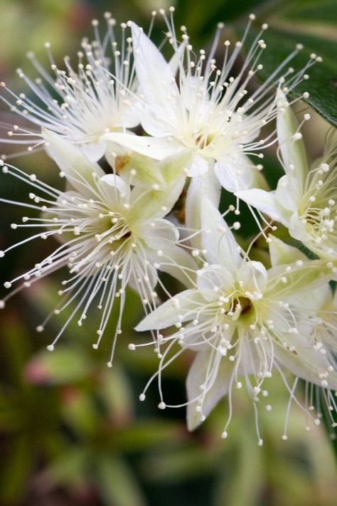 Native Plant of the Week : Lemon Myrtle - The Botanical Planet Australian Native Shrubs, Native Flowers Australia, Plants With White Flowers, Fantasy Ballgown, Flora Aesthetic, Picking Garden, Native Australian Flowers, Australia Flowers, Myrtle Flower