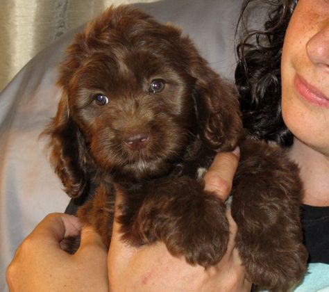 Chocolate Australian Cobberdog puppy bred by RUTLANDS in Australia Nice Dogs, Dog Chocolate, Australian Labradoodle, Getting A Puppy, Puppy Breeds, Labradoodle, Best Dogs, Puppies, Australia