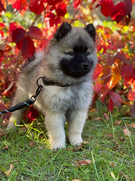 Eurasier Dog, Keeshond Dog, Rare Dog Breeds, Spitz Dogs, Rare Dogs, Samoyed Dogs, Akita Dog, Free Card, Kittens And Puppies