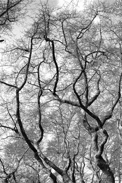 black & white photography Complex Photography, Minimalist Nature Decor, Macro Photography Nature, New Nature Wallpaper, Summer Nature Photography, Nature Photography Trees, Photography Inspiration Nature, Family Nature, White Landscape