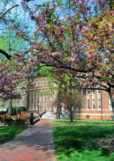 #chapelhill #college #campus #universityofnorthcarolina #UNC #carolina #goheels Pretty College Campus, University Of North Carolina Chapel Hill, Unc Chapel Hill Aesthetic, Unc Aesthetic, Unc Campus, Unc College, North Carolina Colleges, North Carolina Chapel Hill, Academic Aesthetic