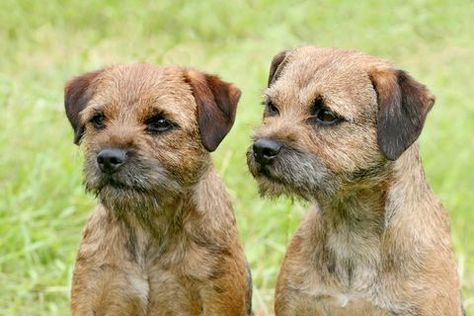 Dogs Cross Stitch, Calm Dog Breeds, Border Terrier Puppy, Brown Dogs, Border Terriers, Patterdale Terrier, Akc Breeds, Emmylou Harris, Beautiful Dog Breeds