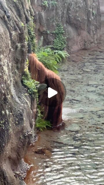 Bornean Orangutan, Birds Photography Nature, Funny Dance Moves, Contemporary Dance Videos, Dancing Animals, Ballet Dance Videos, Dance Choreography Indian, Animals Amazing, Cool Dance Moves