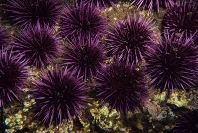 HowStuffWorks "Marine Animals that Swam with Dinosaurs" Purple Sea Urchin, Sea Urchin Spines, Growth And Decay, Sea Cucumber, Purple Sea, Sea Urchins, Marine Biologist, Reef Tank, Sea Urchin