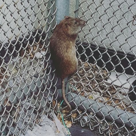 Rat #Animal #Rat #Wilderness #Travel #Explore #LookWhatIFound #NewYorkRat #WhereAreYouGoing #DoYouKnowRatatouille #SoCool #Interesting Punk Rat, Rat Animal, City Rats, Urban Landscapes, Afrocentric Art, Pet Rats, City That Never Sleeps, Ap Art, Art 3d