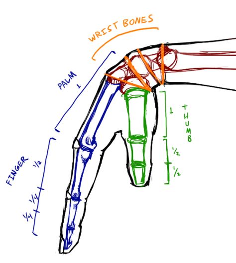 Arm Anatomy, Anatomy Sculpture, Draw Hands, Art Advice, 3d Cnc, Anatomy Sketches, Anatomy For Artists, Hand Sketch, Art Instructions