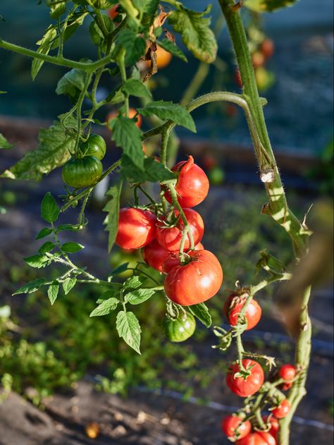 Tomatoes on vine Vegetable Calendar, Tomato Dinner, Tomatoes Dinner, Tomatoes On The Vine, Tomato Vine, Food References, Fruit Crate, Work Meals, Organic Tomatoes