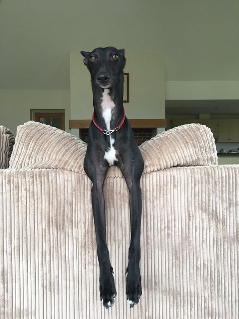 Lurcher SOS (@LurcherSOS) on Twitter Lurcher Puppy, Grey Hounds, Lurcher Dog, Italian Greyhound Dog, Greyhound Adoption, Every Dog Breed, Long Dog, Purple Bathrooms, Grey Hound Dog