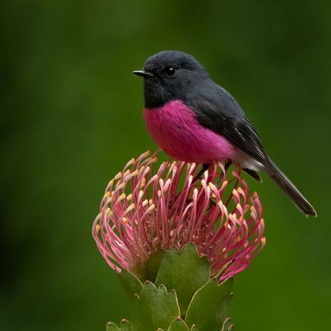 Special Theme: Australasian Robins: Pink Robin By Ravi Arora (Shortlist) Pink Robin, Australia Photography, Birds Of Australia, Australia Photos, Photo Awards, Robin Bird, Australian Birds, Backyard Birds, Photography Awards