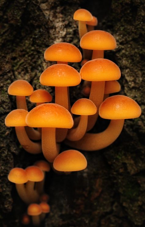 Mushroom Images, Orange Mushroom, Mushroom Pictures, Frog Illustration, Mushroom Fungi, Mushroom Art, Wild Mushrooms, Nature Aesthetic, Patterns In Nature