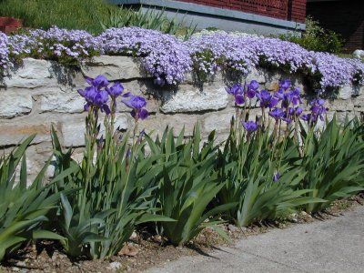 flox Creeping Phlox Retaining Wall, Garden Rock Wall, Slope Planting, Slope Garden, Hillside Landscape, Cabin Garden, Japanese Iris, Neighborhood Association, Creeping Phlox