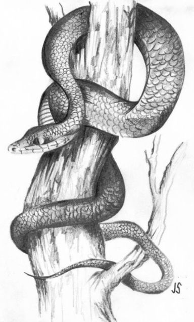 Snake Sketch, Tree Branch Art, Snake Painting, Wood Burning Stencils, Snake Drawing, 3d Art Drawing, Drawing Course, Cool Backgrounds Wallpapers, Tattoo Flash Art