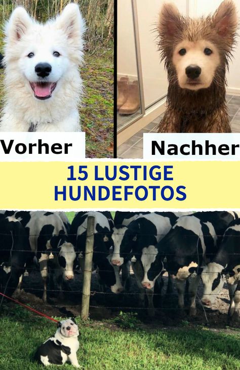 15 lustige Hundefotos 15 Bilder von Hunden, die unfreiwillig lustige Dinge tun. #unfreiwillig-lustig #Hundebilder #nicht #langweilig #Hundebesitzer #Vierbeiner Tierischer Humor, Humor, Van, Dogs, Animals, Quick Saves, Humour