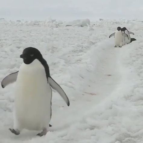 “March of the penguins U/imgur. https://t.co/U3E2KNWGdD” Silly Penguin, March Of The Penguins, The Penguins, Lovely Creatures, Animals Funny, Super Cute Animals, Cute Penguins, Animal Videos, Animals Of The World