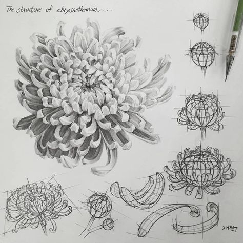 This South Korean Artist’s Structural Drawings Will Help You Improve Your Drawing Skills » Design You Trust How To Draw Chrysanthemum, Japanese Chrysanthemum Drawing, Chrysanthemum Sketch, Chrysanthemum Flower Drawing, Chrysanthemum Drawing, Improve Your Drawing Skills, Trust Design, Improve Your Drawing, Flower Structure