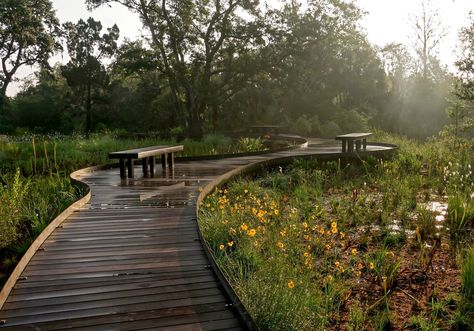 Rain Garden Landscape, Wood Path, Wooden Path, Hello Kitty Photos, Wetland Park, Kitty Photos, Walkway Design, Kentish Town, Outdoor Walkway