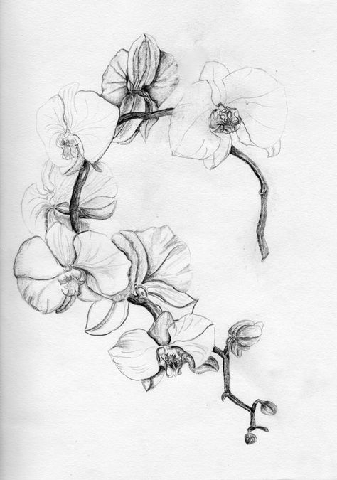 Purple Orchid Tattoo, Orchid Tattoo Meaning, Orchid Flower Tattoos, Orchid Drawing, Orchid Tattoo, Painting Pencil, Kunst Tattoos, Muster Tattoos, Floral Tattoo Sleeve