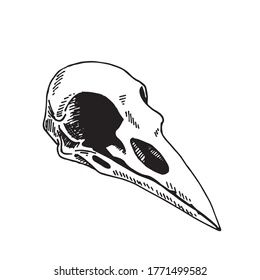 Playboy Tattoo, Wrist Tattoo Designs, Wrist Tattoo Ideas, Animal Skeletons, Crow Tattoo, Crow Skull, Skeleton Tattoos, Flash Tattoo Designs, Raven Skull