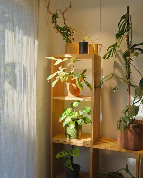 Benji Le (@benji_plant) • Instagram photos and videos Benji Plant, Plant Aesthetic Room, Aesthetic Room Makeover, Plant Pot Diy, Little Life, The Small Things, Plant Aesthetic, Dream Apartment, Room Makeover Bedroom