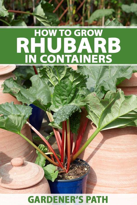 Planting Rhubarb, How To Grow Rhubarb, Grow Rhubarb, Winter Planting, Growing Rhubarb, Indoor Gardening Supplies, Rhubarb Plants, Vegetable Garden Raised Beds, Survival Gardening