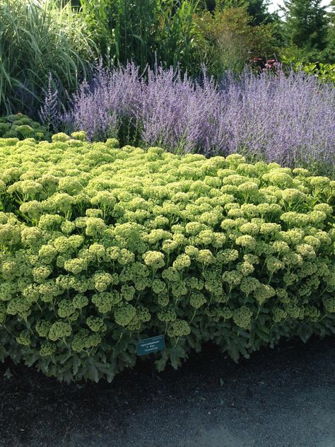 Russian Sage Landscaping, Sedum Bouquet, Beach House Landscaping, Garden Ideas To Make, Sedum Plant, Russian Sage, Sage Garden, Dog Yard, Plant Combinations