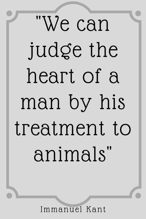 23 Amazing Quotes for Dog and Animal Lovers It was all I needed. Dogs are the greatest creatures. Or some kind of animal. They are never wrong! Yep, or cat. We see them as they are. I’m comfortable with that. But it means everything to them. Animals are like that. Listen. Learn. Get you a … Rescue Dog Quotes, Rescue Quotes, Animal Lover Quotes, Dog Quotes Love, Losing A Dog, Animal Quotes, Dog Quotes, Amazing Quotes, Wise Words