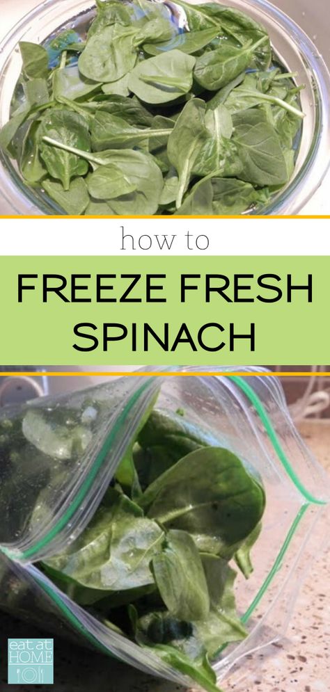 This is the perfect easy, low-time investment way to preserve spinach! #freezerfoods #spinach #cookingtips How To Can Spinach, Preserving Fresh Spinach, Freeze Spinach How To, Freezing Spinach Leaves, How To Store Fresh Spinach, Can You Freeze Spinach, How To Freeze Fresh Spinach, How To Freeze Spinach Leaves, Freezing Fresh Spinach