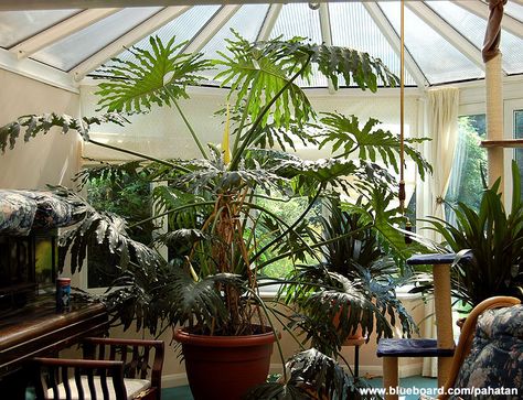 Philodendron bipinnatifidum (or lacy tree philodendron, selloum) Selloum Plant, Philodendron Indoor, Xanadu Plant, Large Philodendron, Crazy Plants, Tree Philodendron, Philodendron Bipinnatifidum, Interior Gardens, Philodendron Selloum