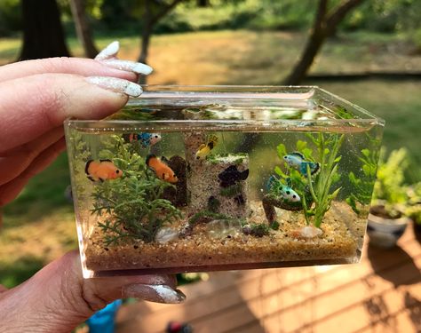 1/12th scale Freshwater Aquarium by Nina's Mini Creations (Please do not remove or alter description) Resin Aquarium, Mini Creations, Miniature Aquarium, Fairy Garden Crafts, Mini Stuff, Mini Craft, Tiny Things, Miniature Animals, Diy Resin Crafts