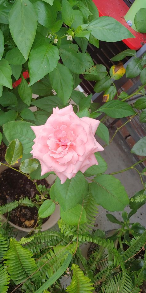 My first rose. Really happy! Morning Flowers Photography, Flower Desine, Rose Snap, Portulaca Grandiflora, Flower Snap, Rose Flower Photos, Nature Photography Flowers, Beautiful Flowers Images, Beautiful Flowers Photography