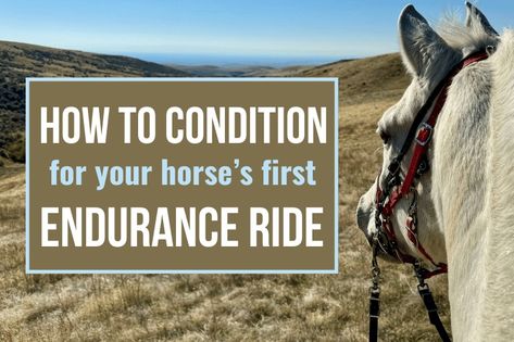 Endurance Horse, Endurance Riding, Bitless Bridle, Endurance Training, Training Schedule, Equestrian Riding, Horse Barns, Horse Barn, Horse Training