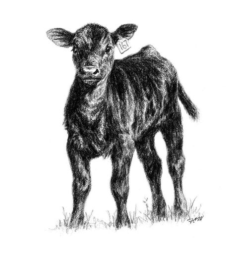 calf Angus Cow Tattoo, Baby Cow Tattoo, Calf Drawing, Calf Painting, Cow Drawings, Bottle Sketch, Angus Cow, Cow Photography, Cow Tattoo