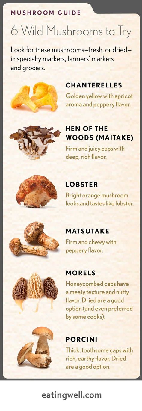 Wild Mushroom Recipes, Edible Wild Mushrooms, Mushroom Guide, Types Of Mushrooms, Mushroom Recipes Healthy, Wild Food Foraging, Edible Wild Plants, Foraged Food, Edible Mushrooms