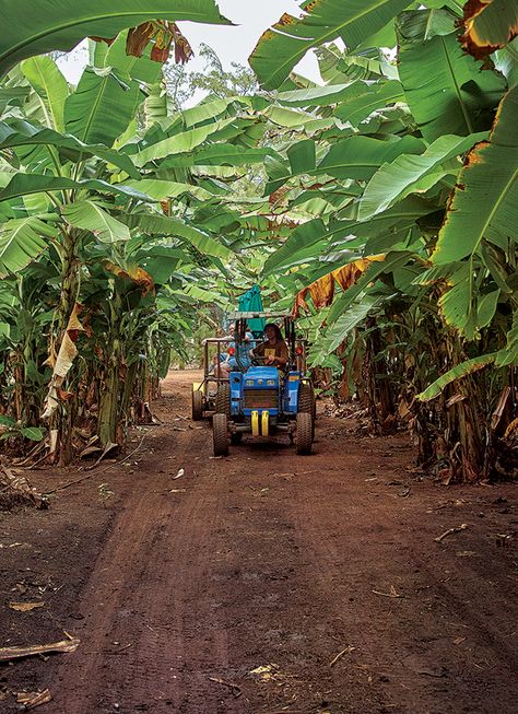 Farm Fresh: Kahuku Farms on Oahu | Hawaii Magazine Hawaii Ranch, Kahuku Hawaii, Hawaii Farm, Tropical Farm, North Shore Hawaii, Hawaii Magazine, Turtle Bay Resort, Big Farm, Beautiful Hawaii