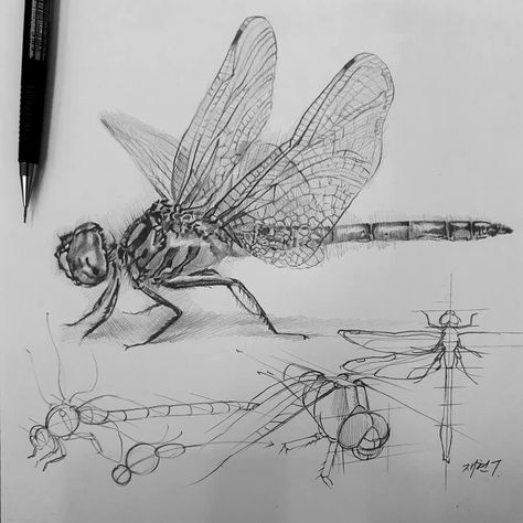 Banana Sketch, Analytical Drawing, Banana Illustration, Entomology Illustration, Sketchbook Examples, Animal Tutorial, Dragonfly Drawing, Structural Drawing, Life Drawing Reference