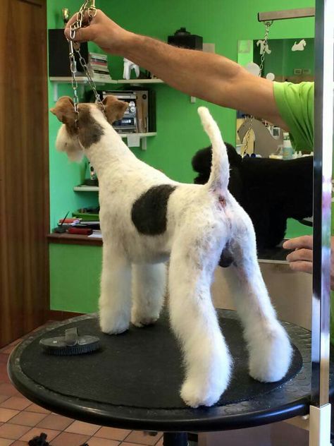 Look at this nicely groomed little bum on this Wire Fox Terrier. Wire Haired Terrier, Wirehaired Fox Terrier, Dog Grooming Styles, Smooth Fox Terriers, Unique Dog Breeds, Rare Dog Breeds, Dog Grooming Salons, Hybrid Dogs, Fox Terriers