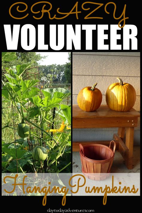 Our crazy volunteer climbing pumpkins - DaytoDayAdventures.com Climbing Pumpkins, Pumpkin Plant, Growing Corn, Planting Pumpkins, Orange Things, Plant Tips, Beautiful Trees, Square Foot Gardening, Healthy Garden