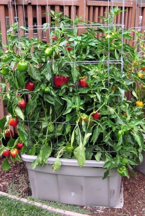 How to grow bell peppers in a pot Diy Planters Indoor, Patio Herb Garden, Growing Tomato Plants, Self Watering Containers, Growing Tomatoes In Containers, Healthy Turkey, Starting Seeds Indoors, Turkey Chili, Veg Garden